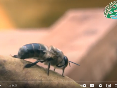 Conservación de abejas: esencial para la seguridad alimentaria #AmbientalMENTEUNAL