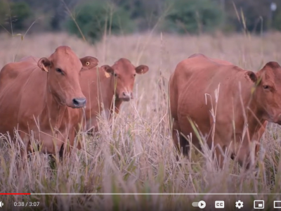 Bienestar animal mejora la calidad de los productos bovinos #AgenciaUNAL
