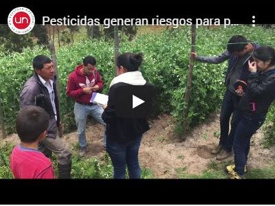 Pesticidas generan riesgos para productores de arvejas en Nariño