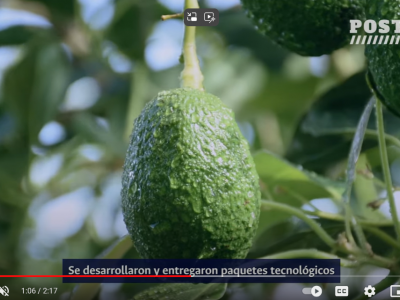 Acompañamiento tecnológico para mejorar la producción en aguacate Hass - Roldanillo | #PostalesUNAL