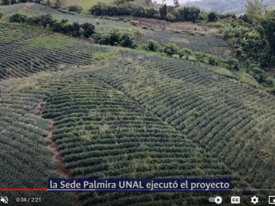Mejoramiento en la producción de piña MD2 - Dagua | #PostalesUNAL