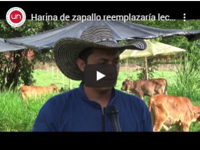 Harina de zapallo reemplazaría leche en terneros lactantes