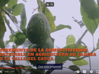 Acompañamiento tecnológico para mejorar la producción en aguacate Hass - Roldanillo | #PostalesUNAL
