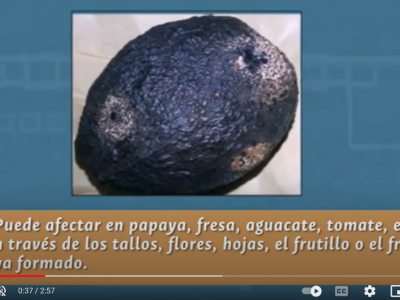 Antracnosis, hongo enemigo de las frutas #AgenciaUNAL