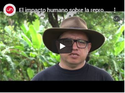 El impacto humano sobre la reproducción de bocachico en el Cesar