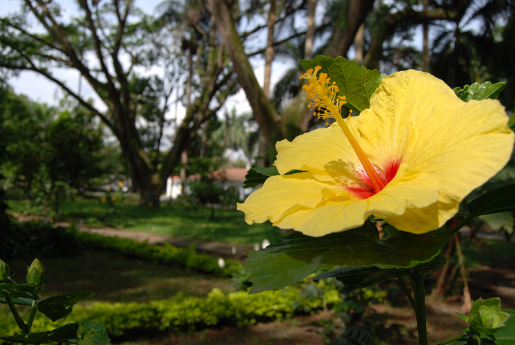 Flor amarilla