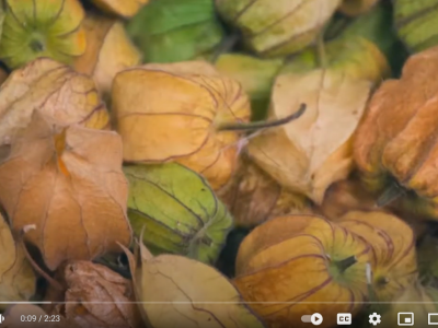 Subproductos de frutas tropicales, con potencial fotoprotector.