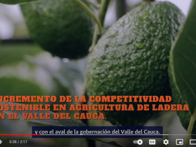 Acompañamiento tecnológico para mejorar la producción en aguacate Hass - Roldanillo | #PostalesUNAL