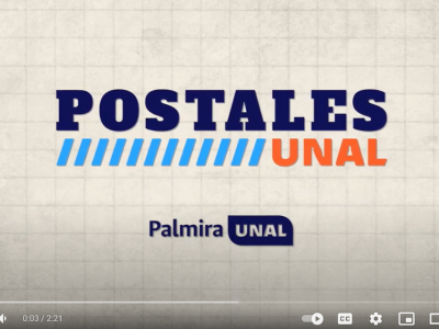 Mejoramiento en la producción de piña MD2 - Dagua | #PostalesUNAL