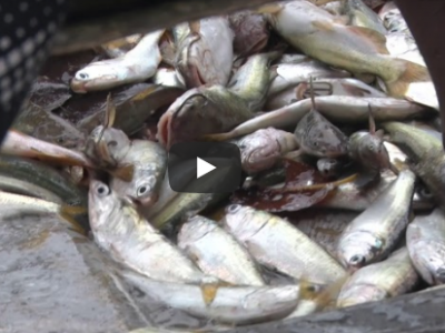 Riesgos por mercurio en la bahía de Buenaventura