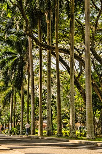 Entrada palmeras