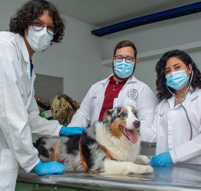 Medicina Veterinaria