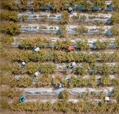 Ingeniería Agrícola