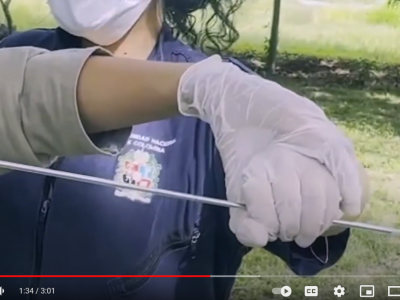 Inseminación artificial: apoyo para pequeños productores bovinos