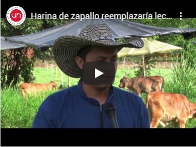 Harina de zapallo reemplazaría leche en terneros lactantes